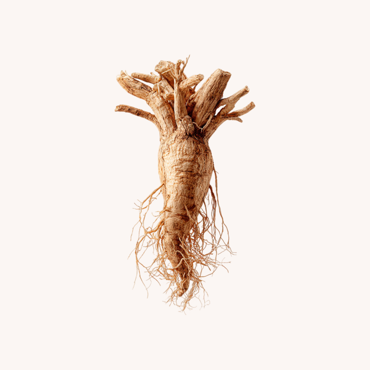 Raw Ashwagandha Root 1 oz