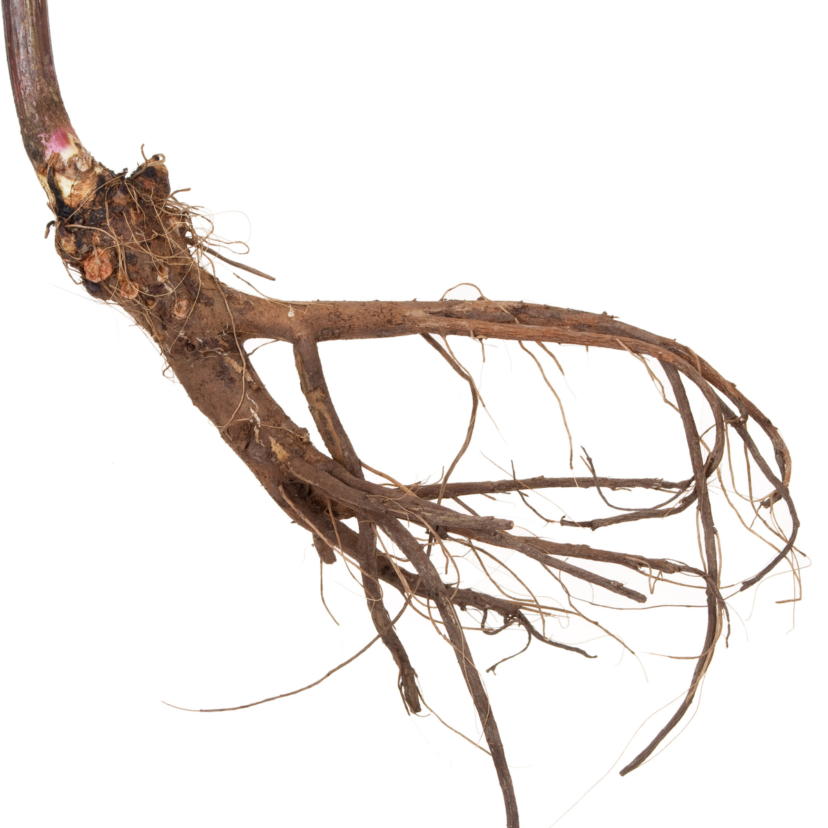 Raw Black Cohosh Root