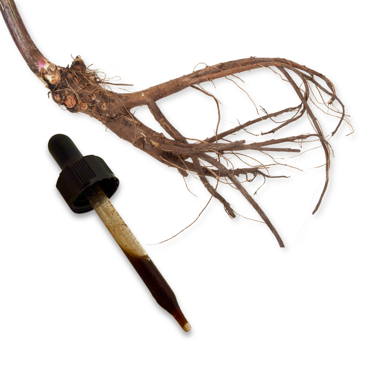 Black Cohosh Root 1 oz