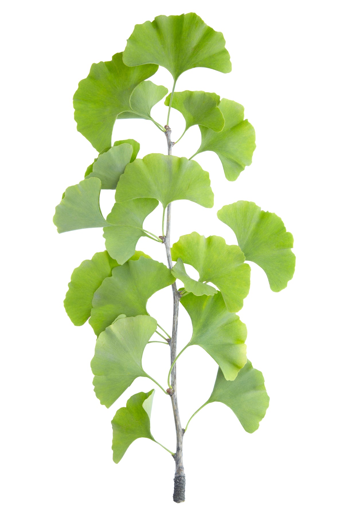 Raw Ginkgo Leaf Extract 1 oz