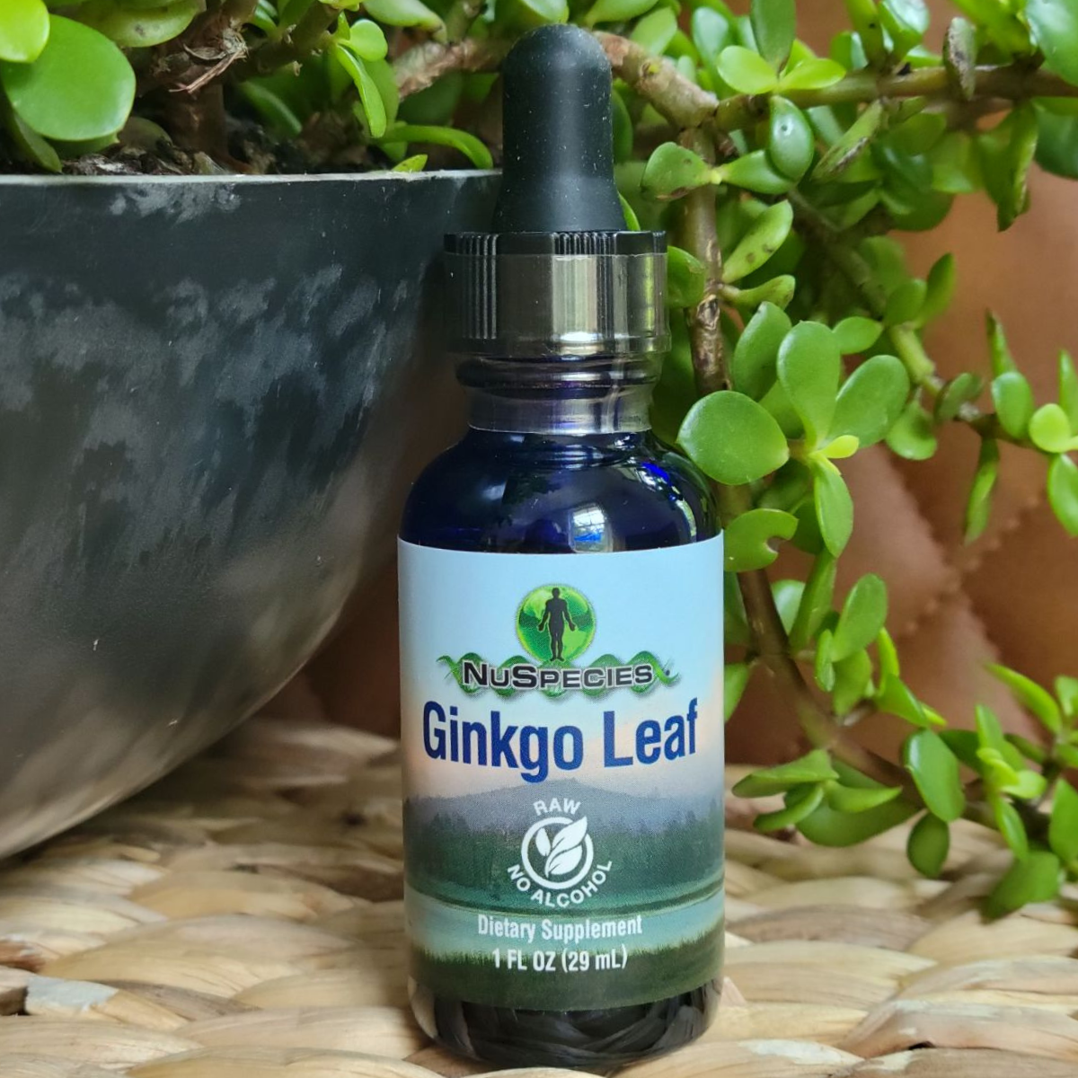 Ginkgo Leaf Extract 1 oz