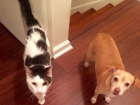 7 Unexpected Reasons You'll Want To Adopt Your Pet From A Rescue