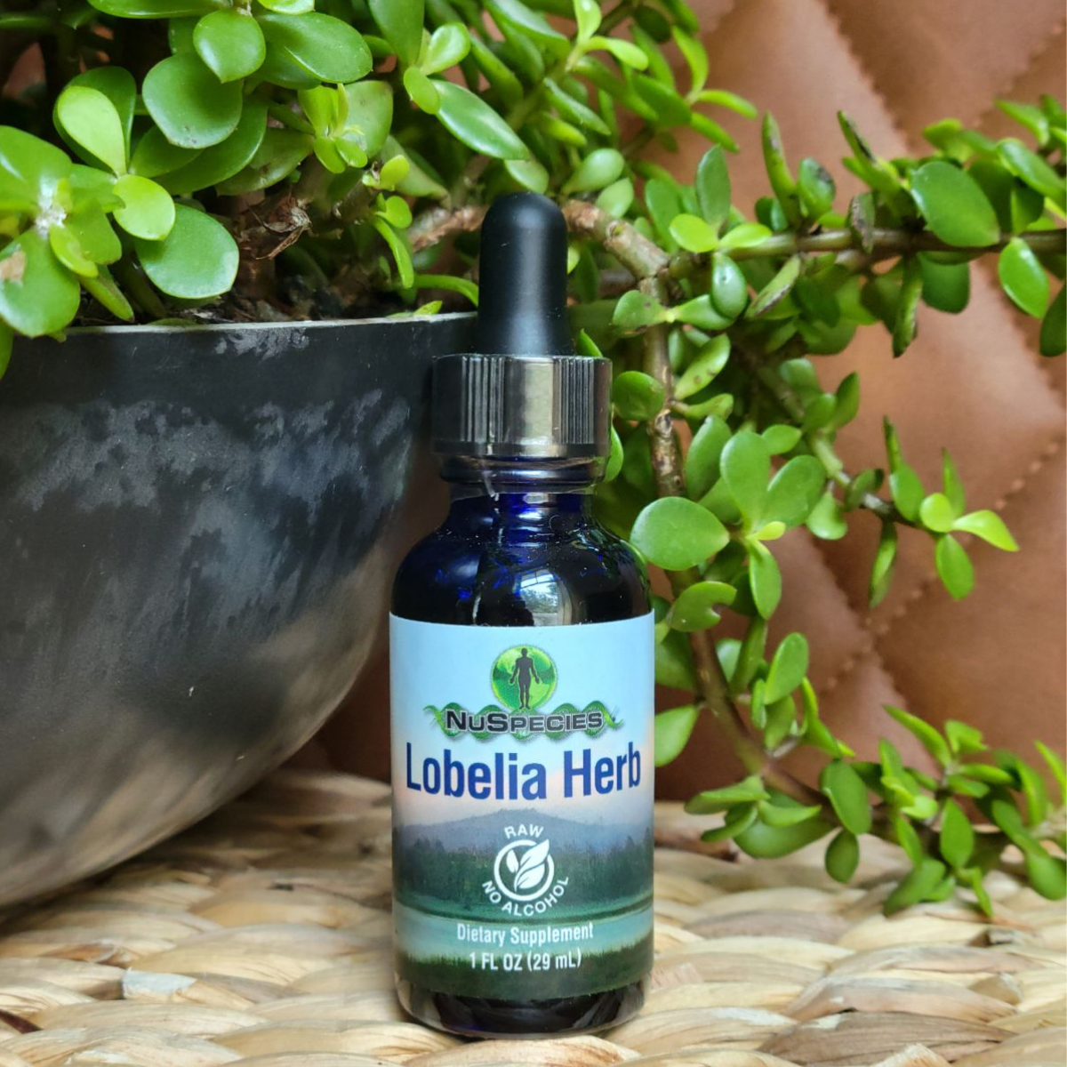 Lobelia Herb Extract 1 oz