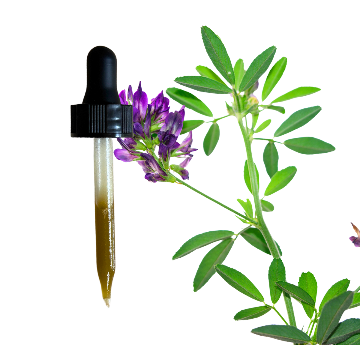 Alfalfa Leaf Extract 1 oz