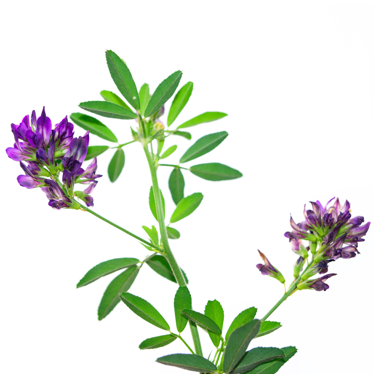 Alfalfa Leaf Extract 1 oz